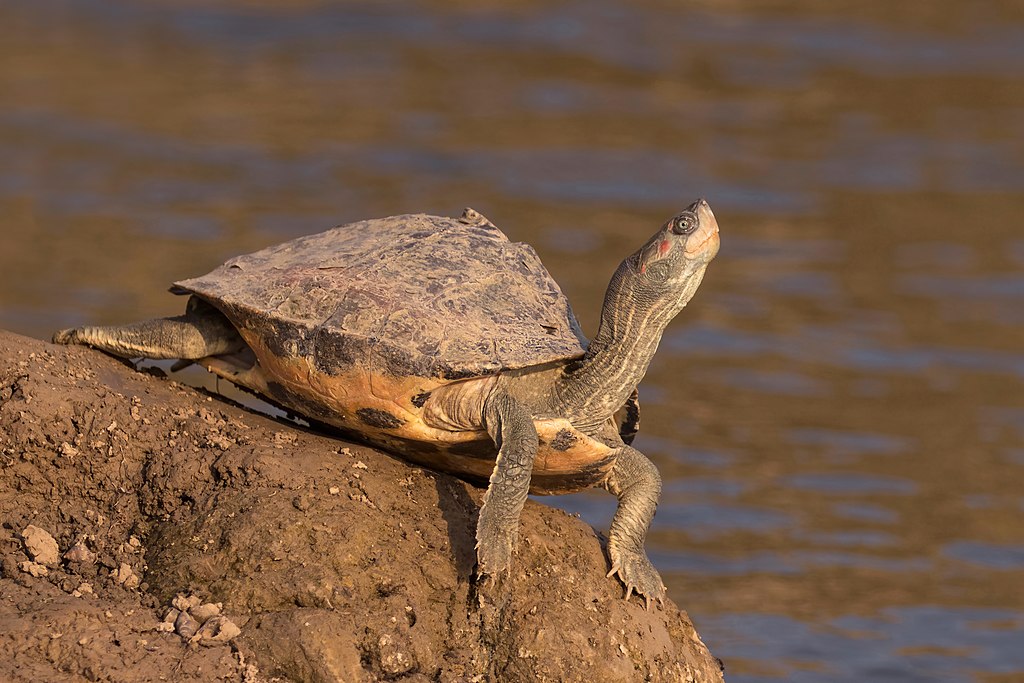 Indian_tent_turtle_(Pangshura_tentoria_tentoria)
