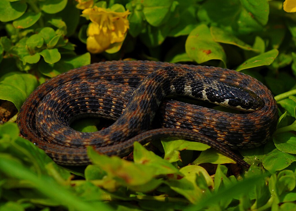 Kirtland's_Snake_(Clonophis_kirtlandii)_(28650646388)