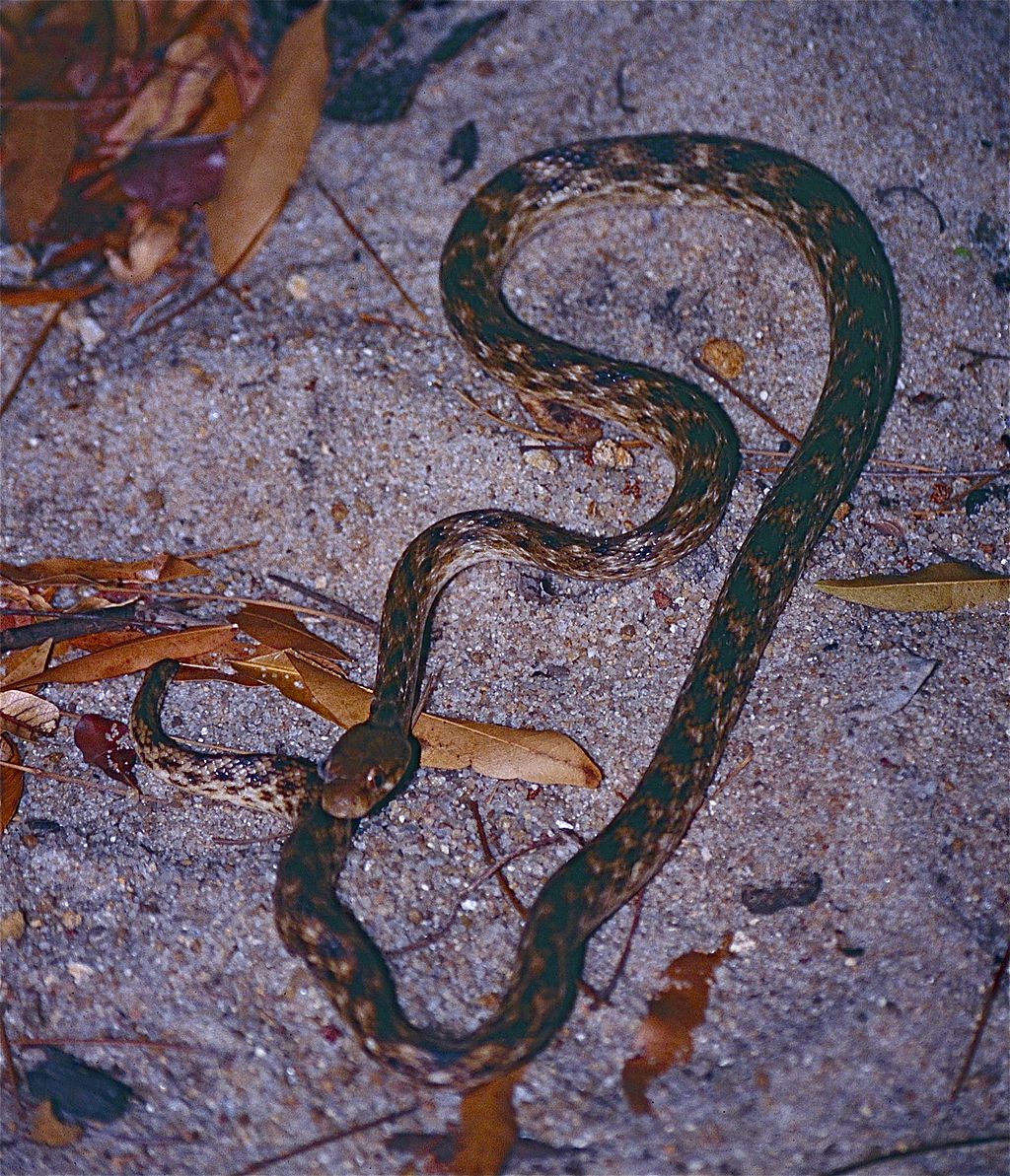 Madagascar_Night_Snake_