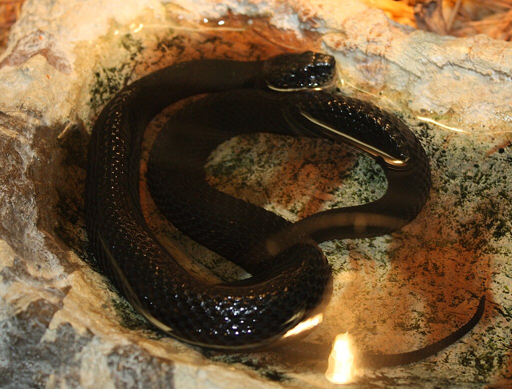 MangroveWaterSnake_CincinnatiZoo