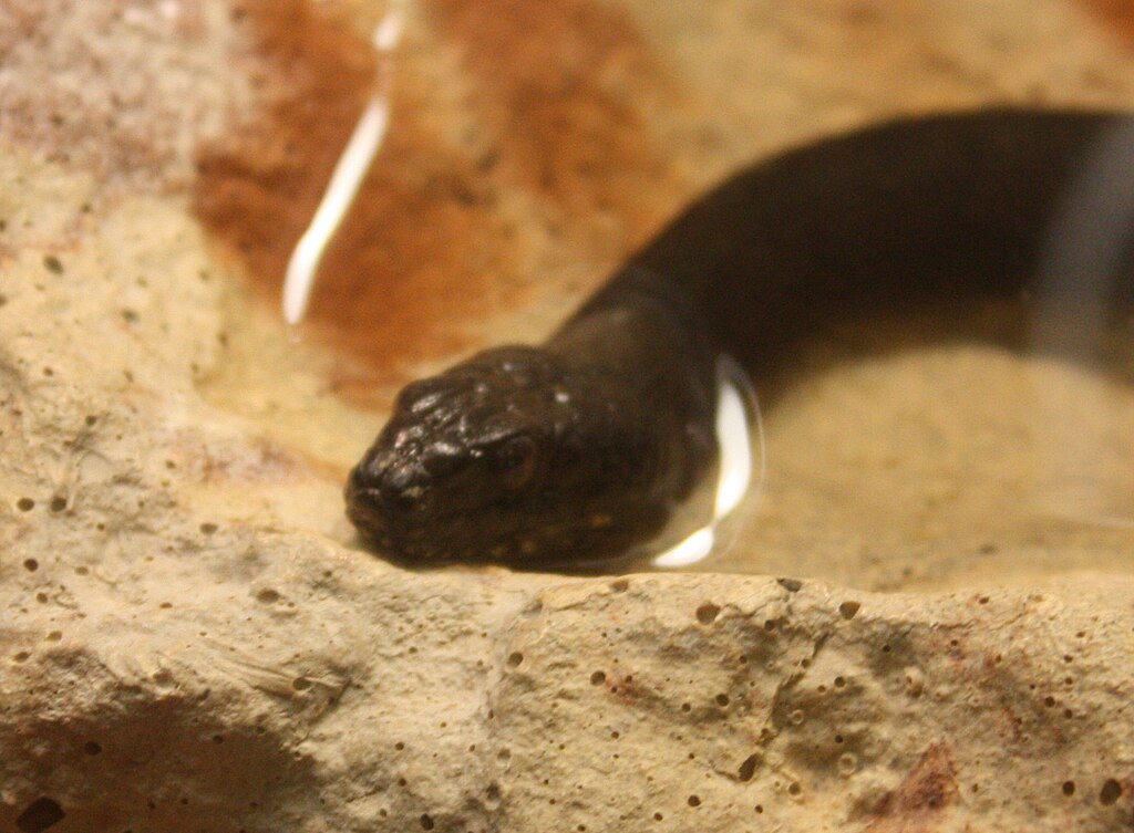 MangroveWaterSnake_NerodiaFasciataCompressicauda