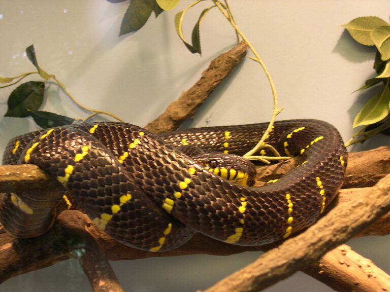 How to Choose a Tank Size Based on Your Snake’s Activity Level - Snakes And Tank Size Optimization