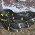 Mangrove_Snake_