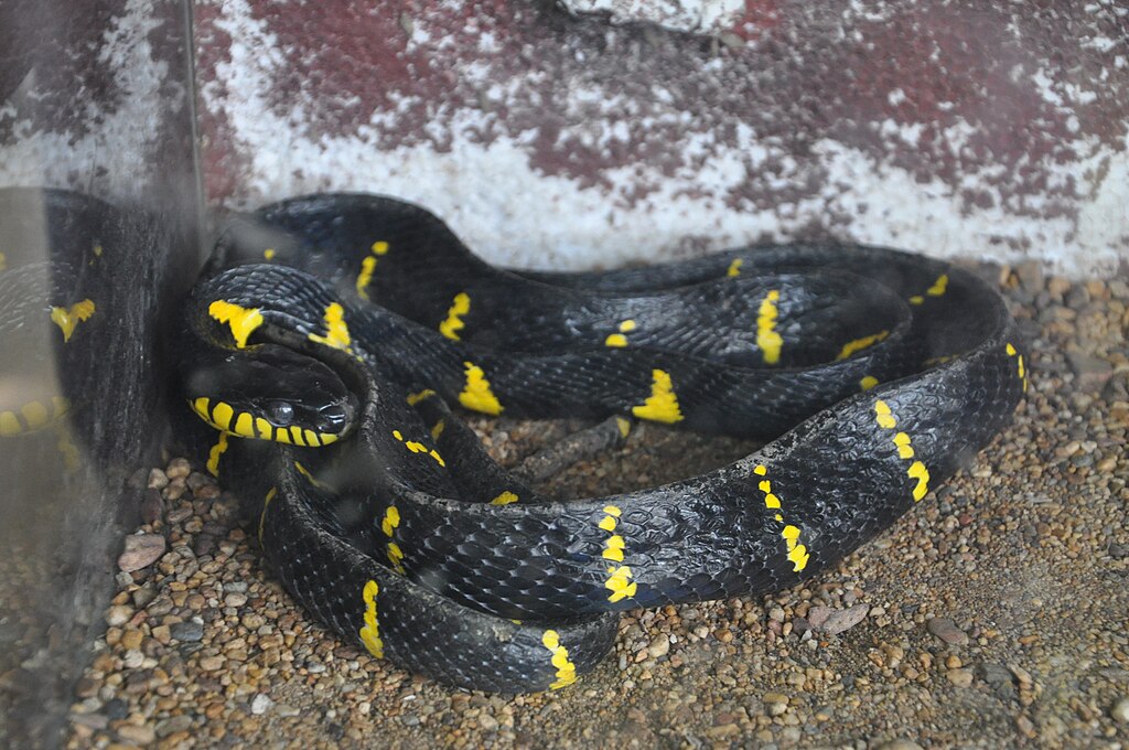 Mangrove_Snake_