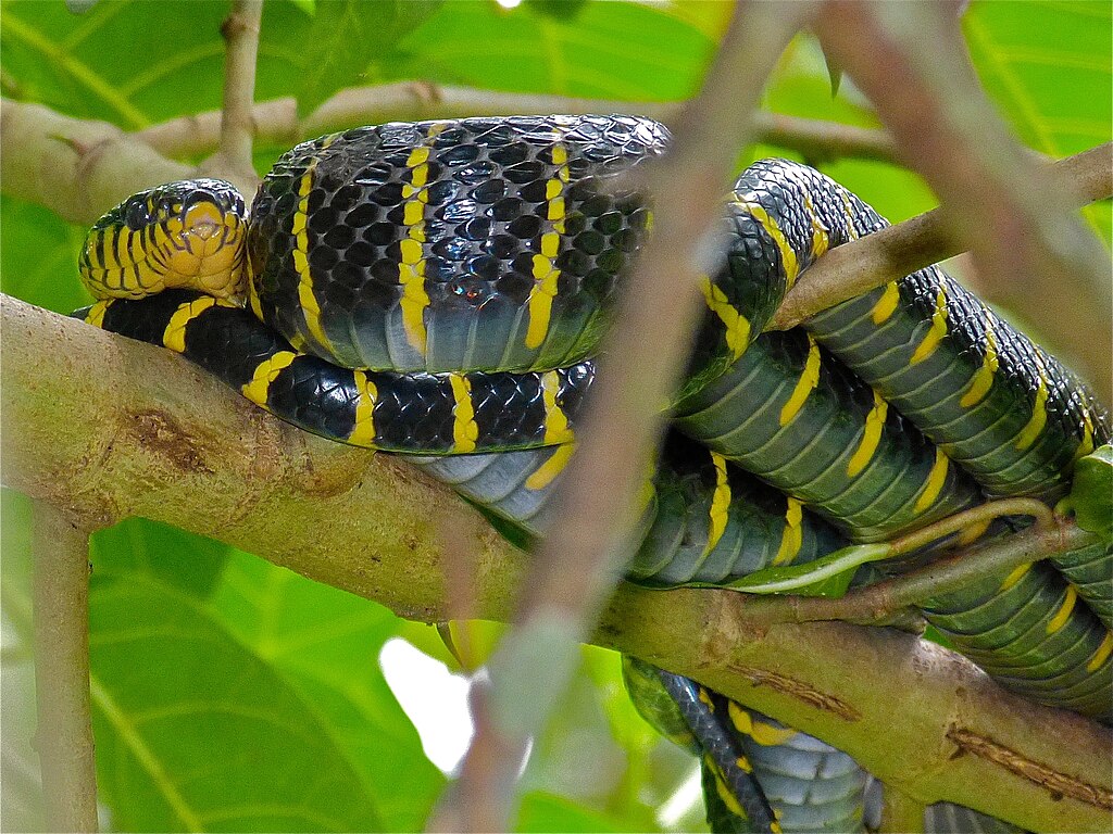 Mangrove_Snake_(Boiga_dendrophila_annectens)_(8082908158)