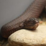 Mangrove_Water_Snake_045