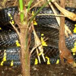 Mangrove_snake_1