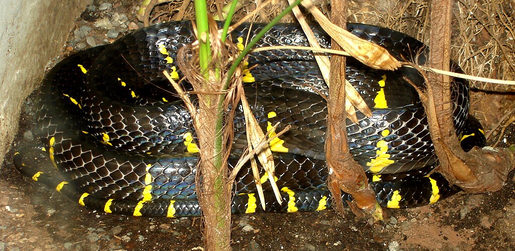 Mangrove_snake_1