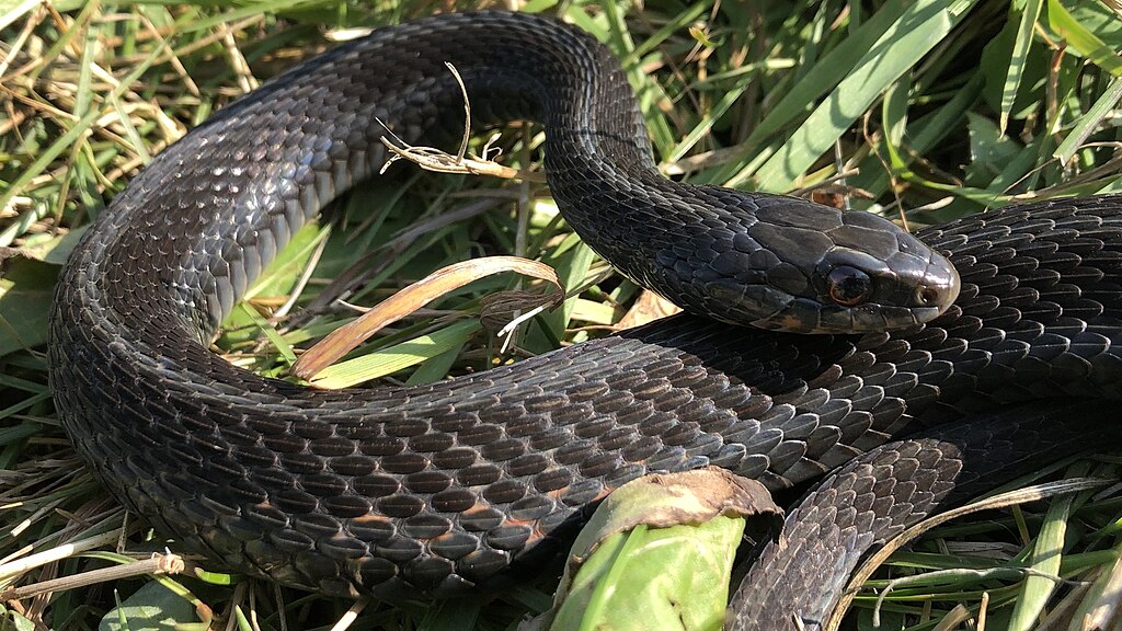 Melanistic_eastern_garter_snake_(Thamnophis_sirtalis_ssp._sirtalis),_Wellington_North,_Ontario,_CA_(99085233)