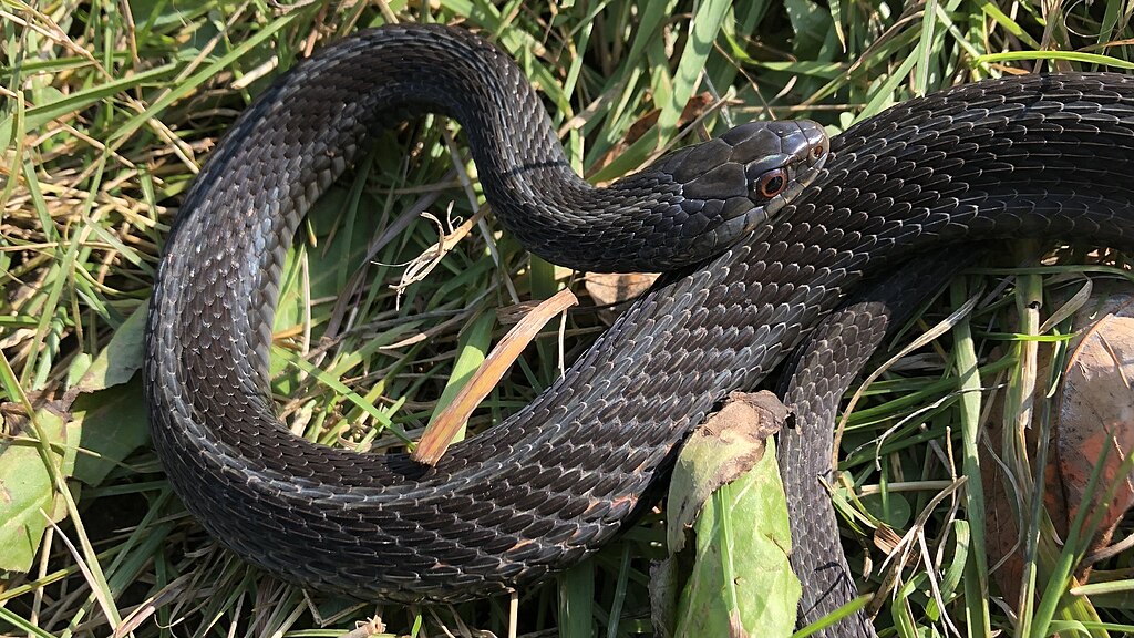 Melanistic_eastern_garter_snake_(Thamnophis_sirtalis_ssp._sirtalis),_Wellington_North,_Ontario,_CA_