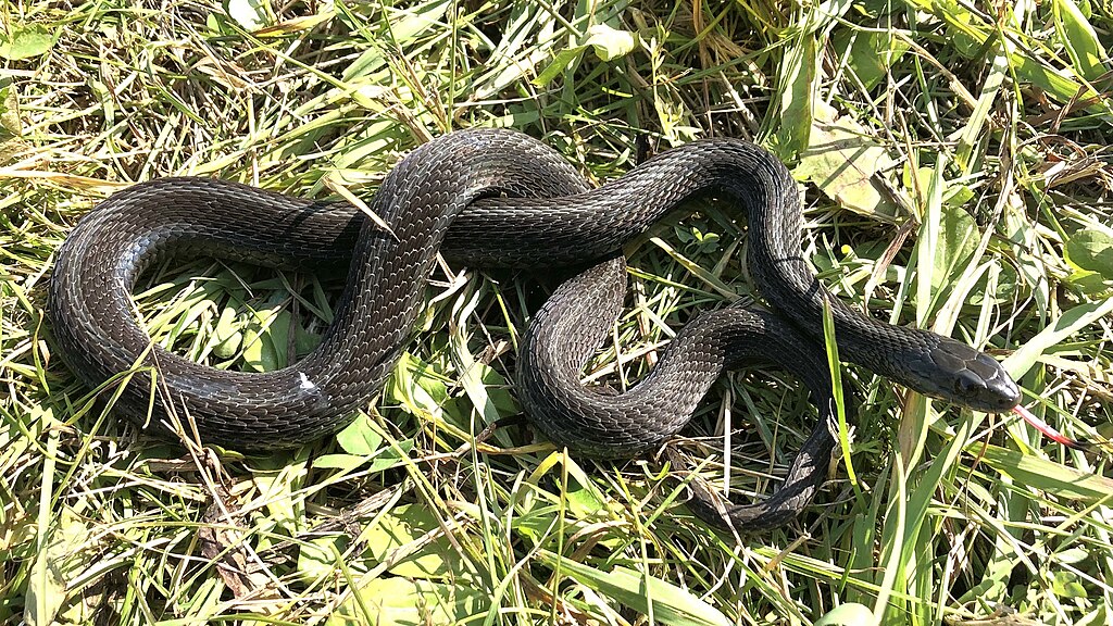 Melanistic_eastern_garter_snake_(Thamnophis_sirtalis_ssp._sirtalis),_Wellington_North,_Ontario,_CA_(99085585)