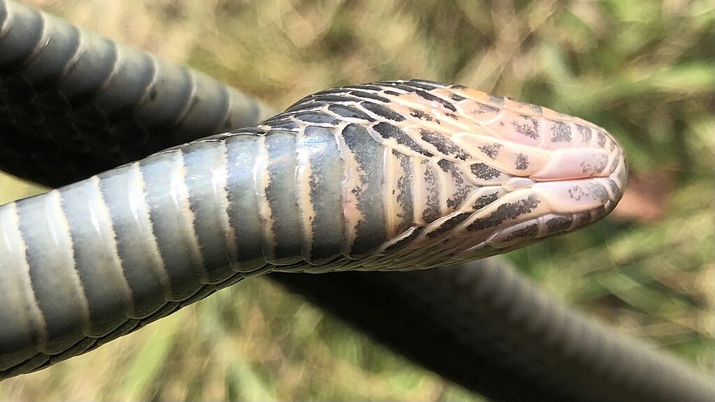 Melanistic_eastern_garter_snake_(Thamnophis_sirtalis_ssp._sirtalis)_underside,_Wellington_North,_Ontario,_CA_(99085497)
