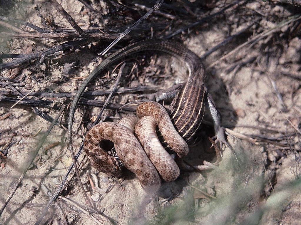 NIGHT_SNAKE_