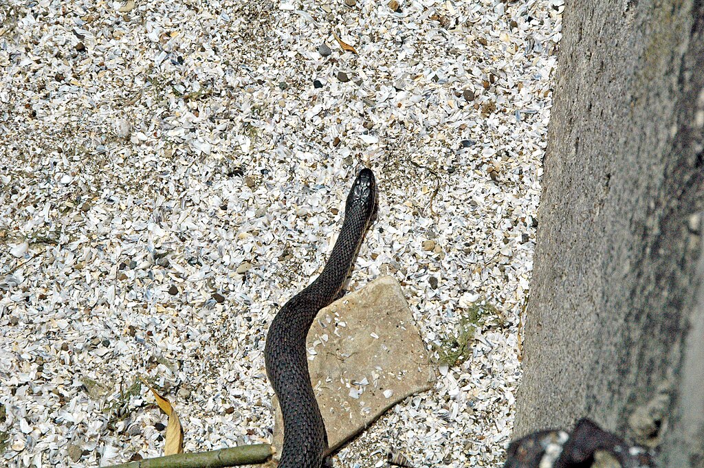 Nerodia_sipedon_insularum_(Lake_Erie_water_snake)_(South_Bass_Island,_Lake_Erie,_Ohio,_USA)_1
