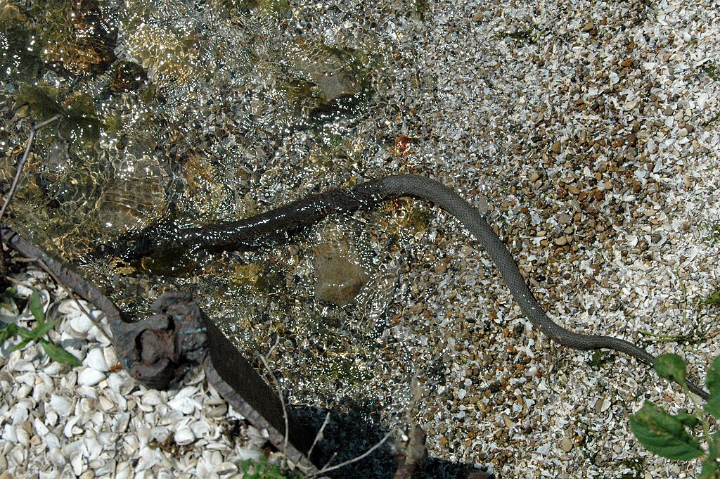 Nerodia_sipedon_insularum_(Lake_Erie_water_snake)_(South_Bass_Island,_Lake_Erie,_Ohio,_USA)_10