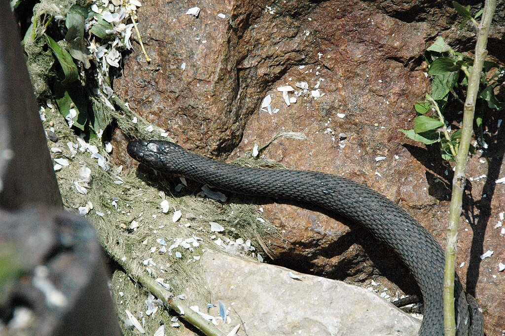 Nerodia_sipedon_insularum_(Lake_Erie_water_snake)_(South_Bass_Island,_Lake_Erie,_Ohio,_USA)_3