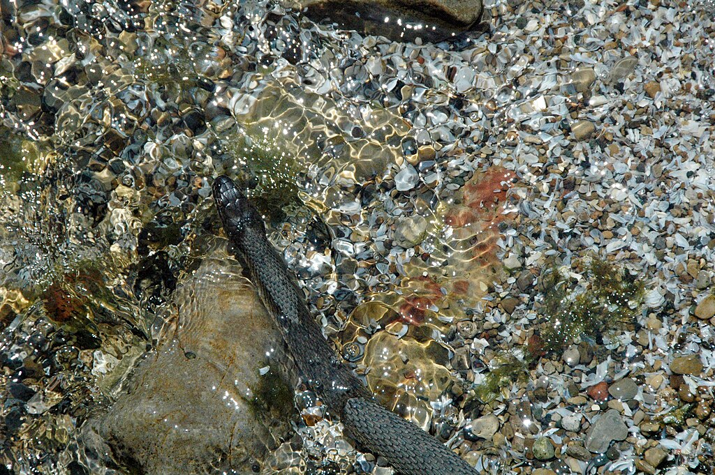 Nerodia_sipedon_insularum_(Lake_Erie_water_snake)_(South_Bass_Island,_Lake_Erie,_Ohio,_USA)_9