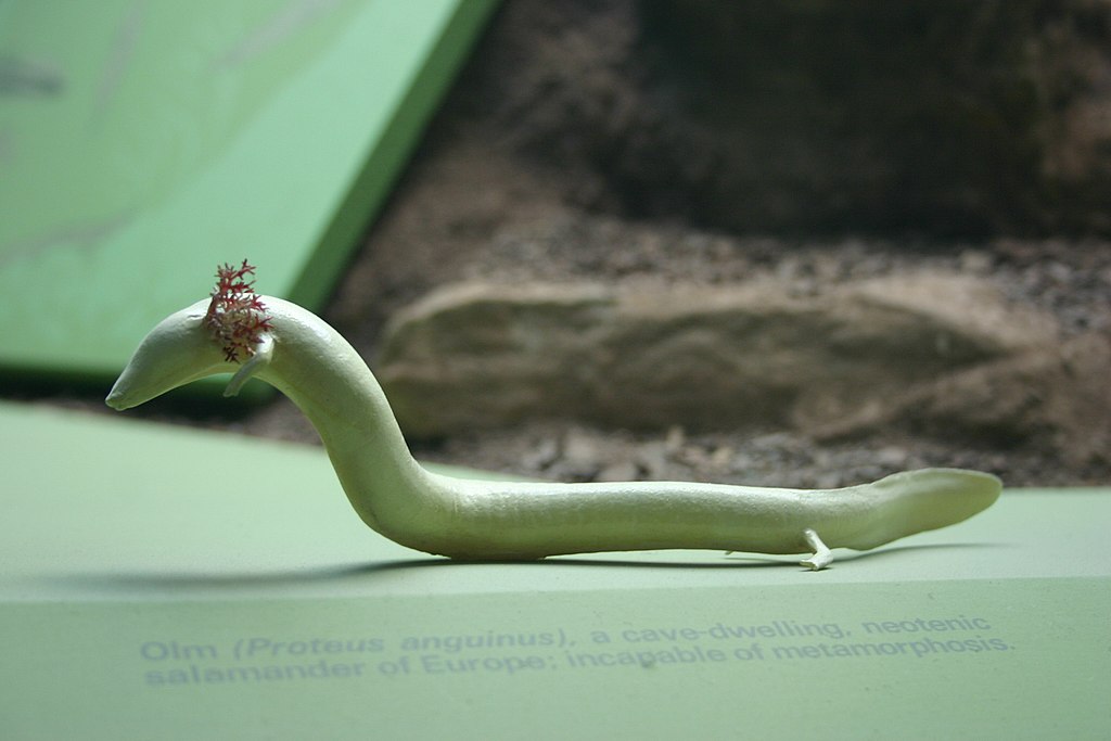 Olm