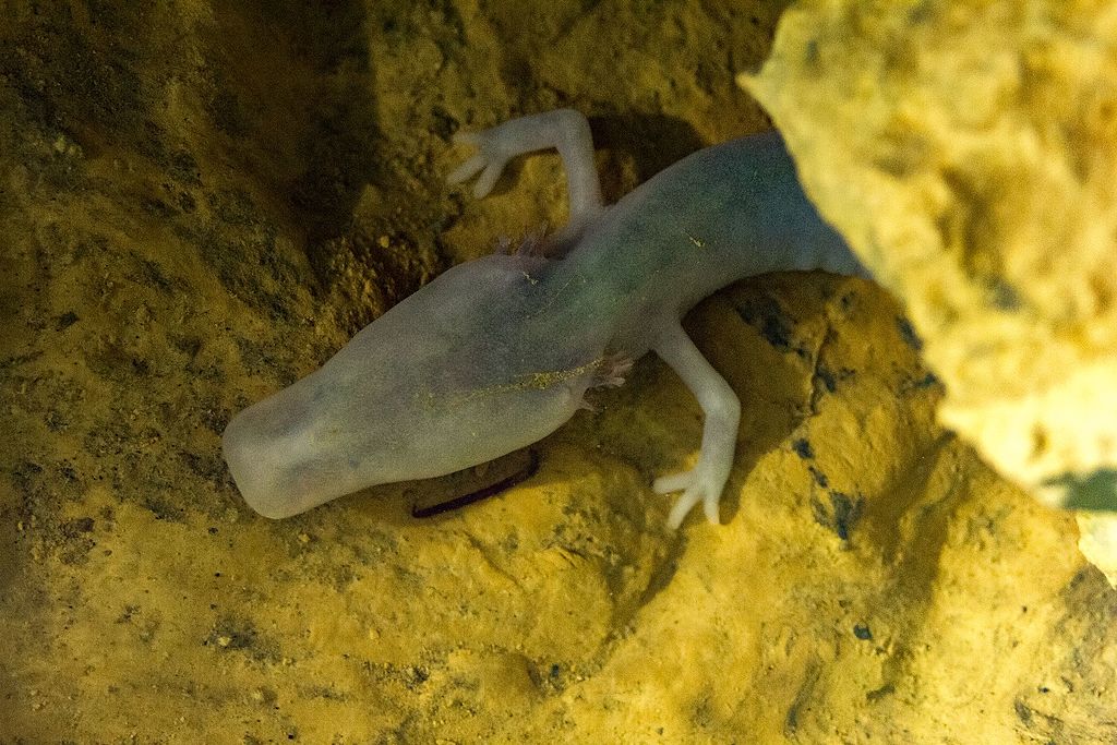 Olm_(Proteus_anguinus)_in_Moulis,_Ariege_(Laboratoire_souterraine,_CNRS)_(33755905584)