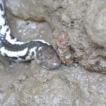 Pied_Mangrove_Snake