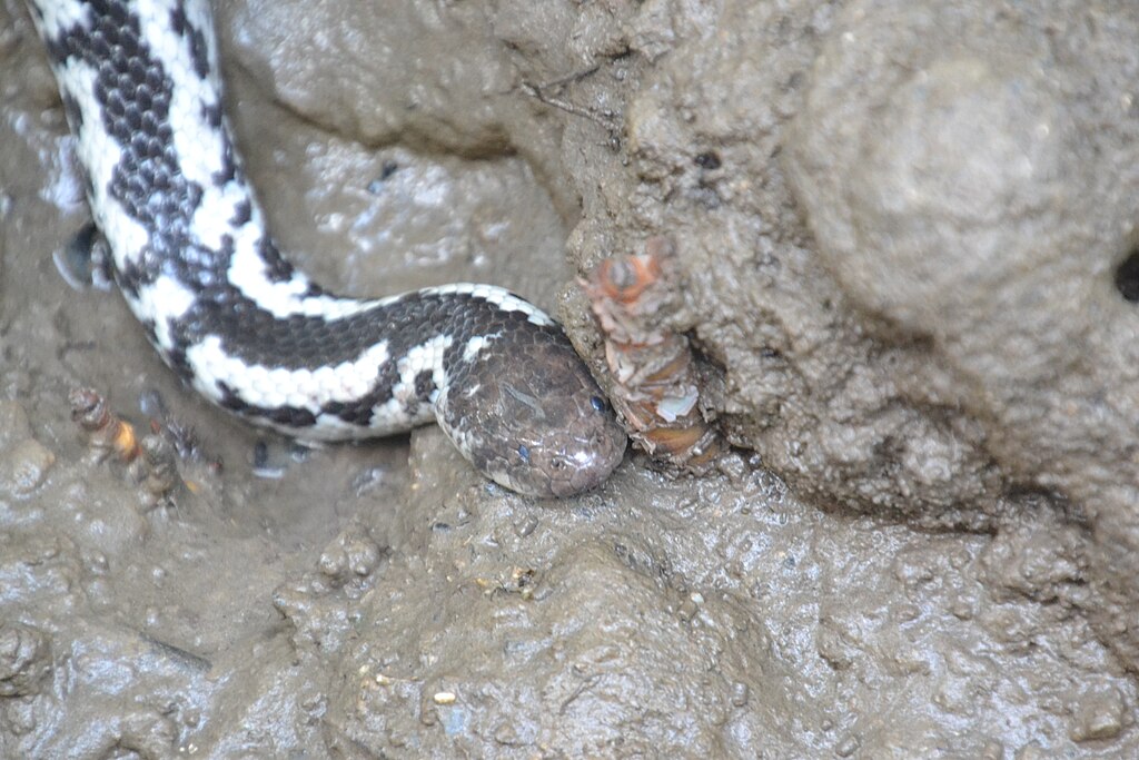 Pied_Mangrove_Snake