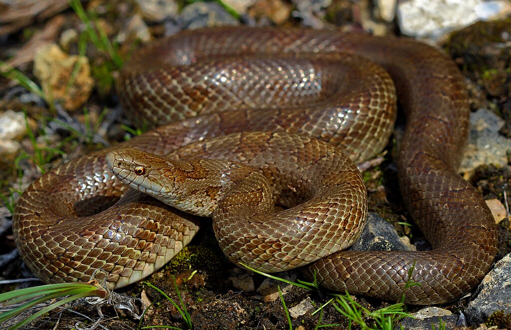 Prairie_King_Snake_(Lampropeltis_calligaster_calligaster)_(27677984738)