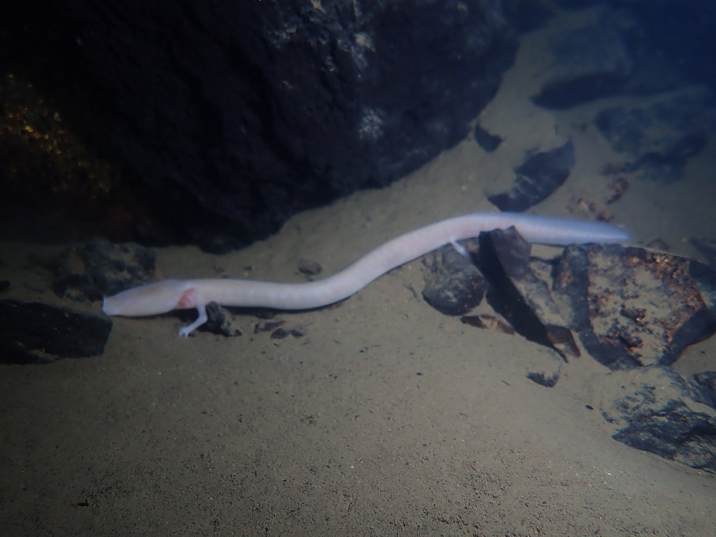 Proteus_anguinus_anguinus_48298877