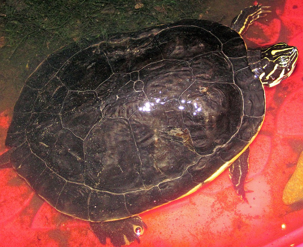 Pseudemys_concinna_(river_cooter_turtle)_2