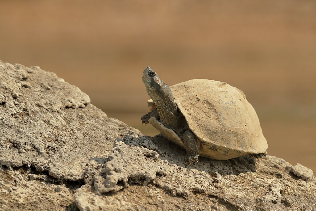 Red-crowned_roofed_turtle