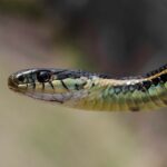 Red-sided_garter_snake