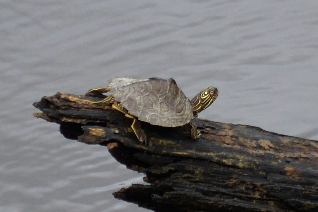 Sabine_map_turtle_(Graptemys_sabinensis)