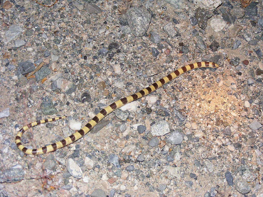 Sonora_occipitalis_