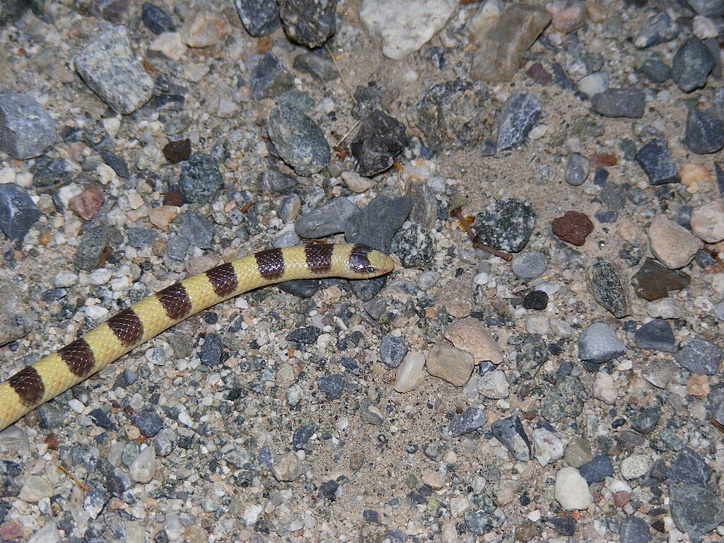 Sonora_occipitalis
