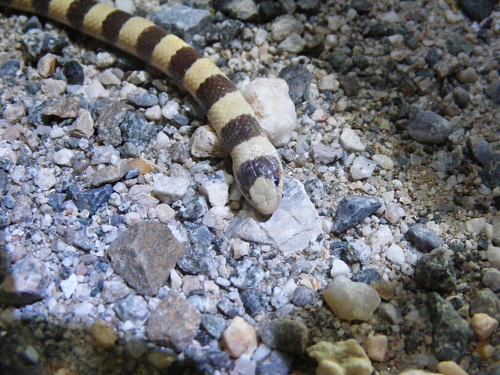 Sonora_occipitalis