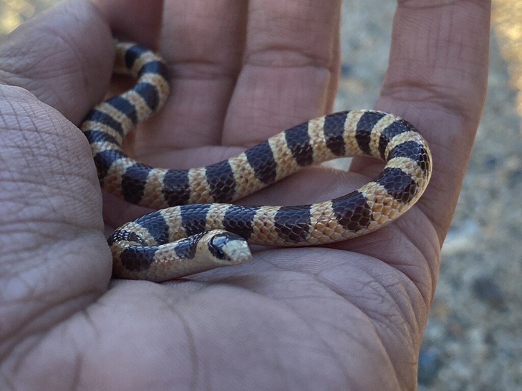 Sonora_occipitalis