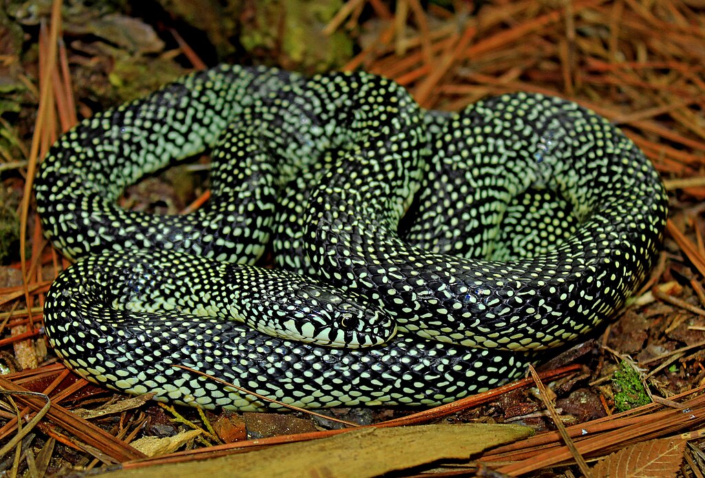 Speckled_King_Snake_(Lampropeltis_getula_holbrooki)_(17013325259)