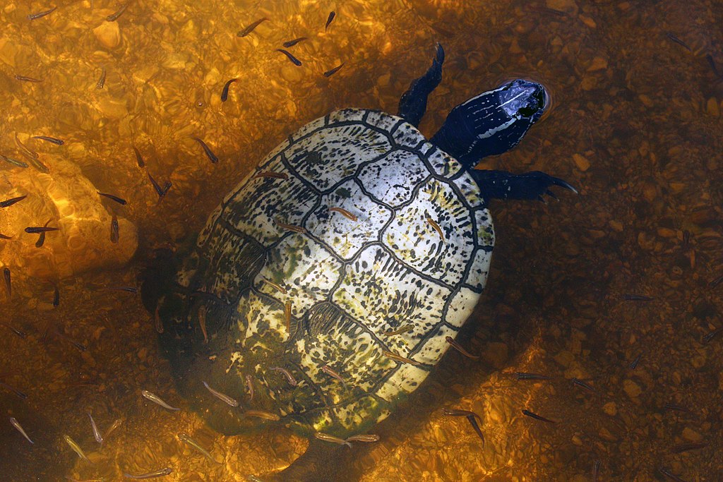 Taco_river_slider_-_hickatee_(Trachemys_decussata_angusta)