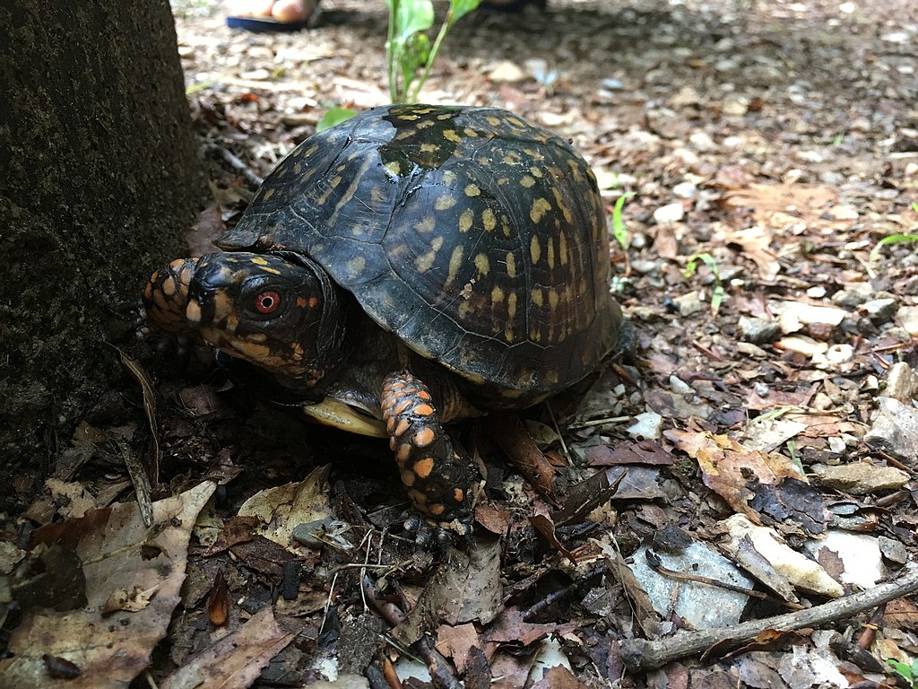 Turtle_james_river_state_park_(37190845095)