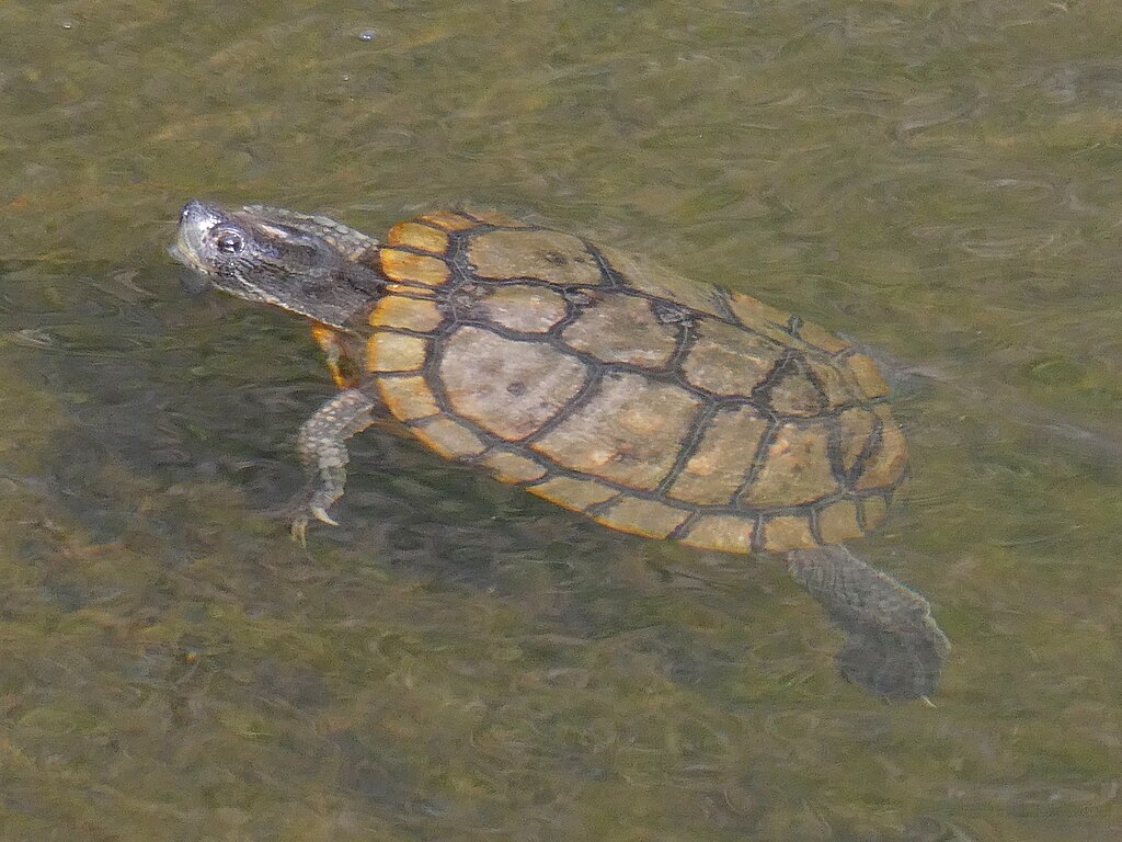 Turtle_with_yellowish_shell_in_the_river_-_2