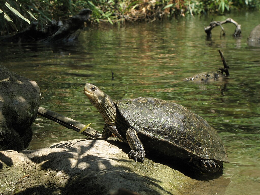 -Western_Caspian_turtle_(Mauremys_rivulata),_El-Al_river