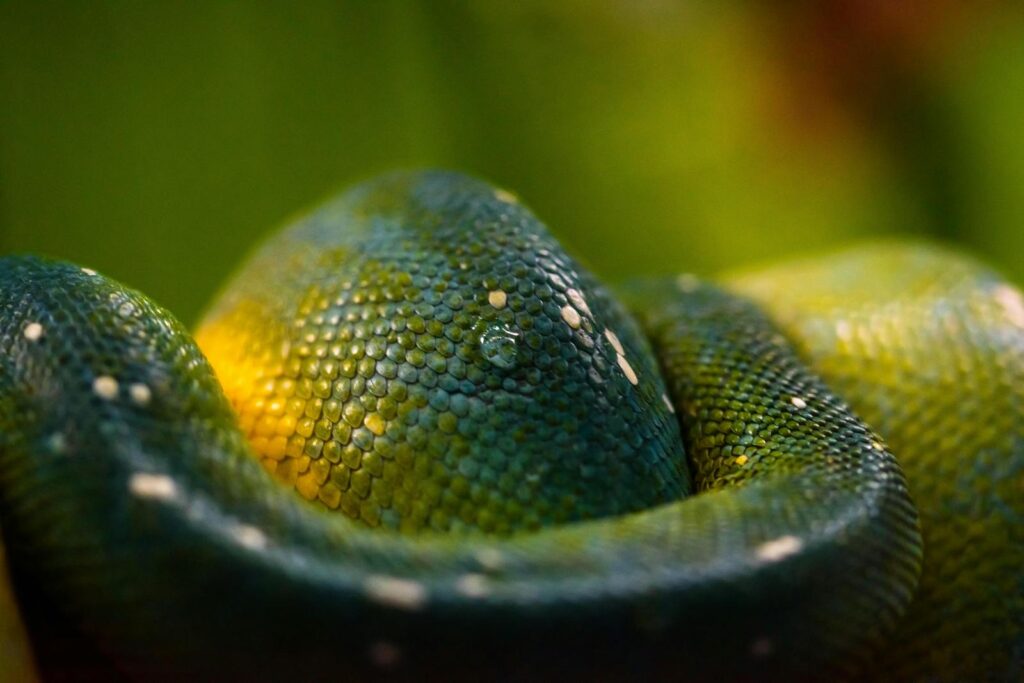 Detailed close-up of a green tree python with glistening scales and a raindrop.