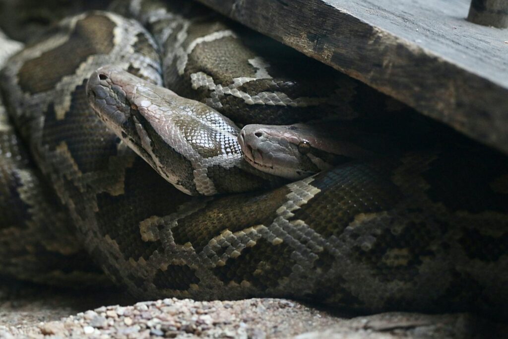 Intimate close-up of a camouflaged python hiding under wood.