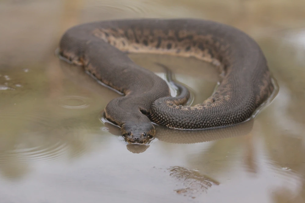 snake in water