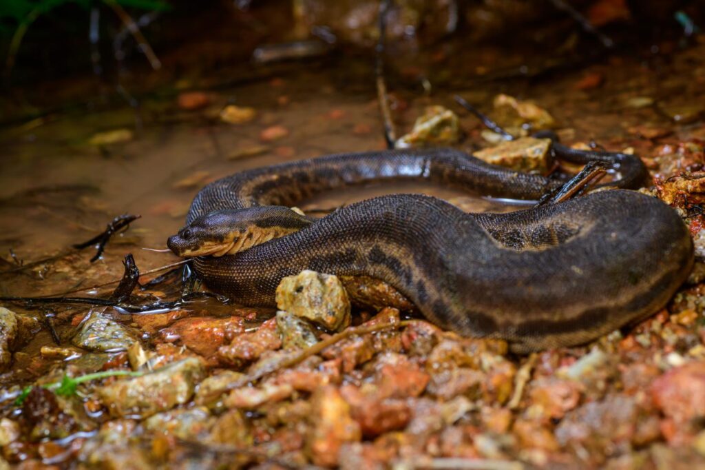 snake in water