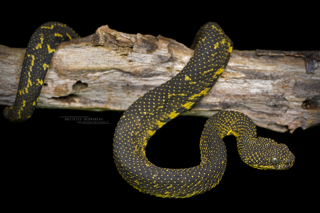 Snake on Wood