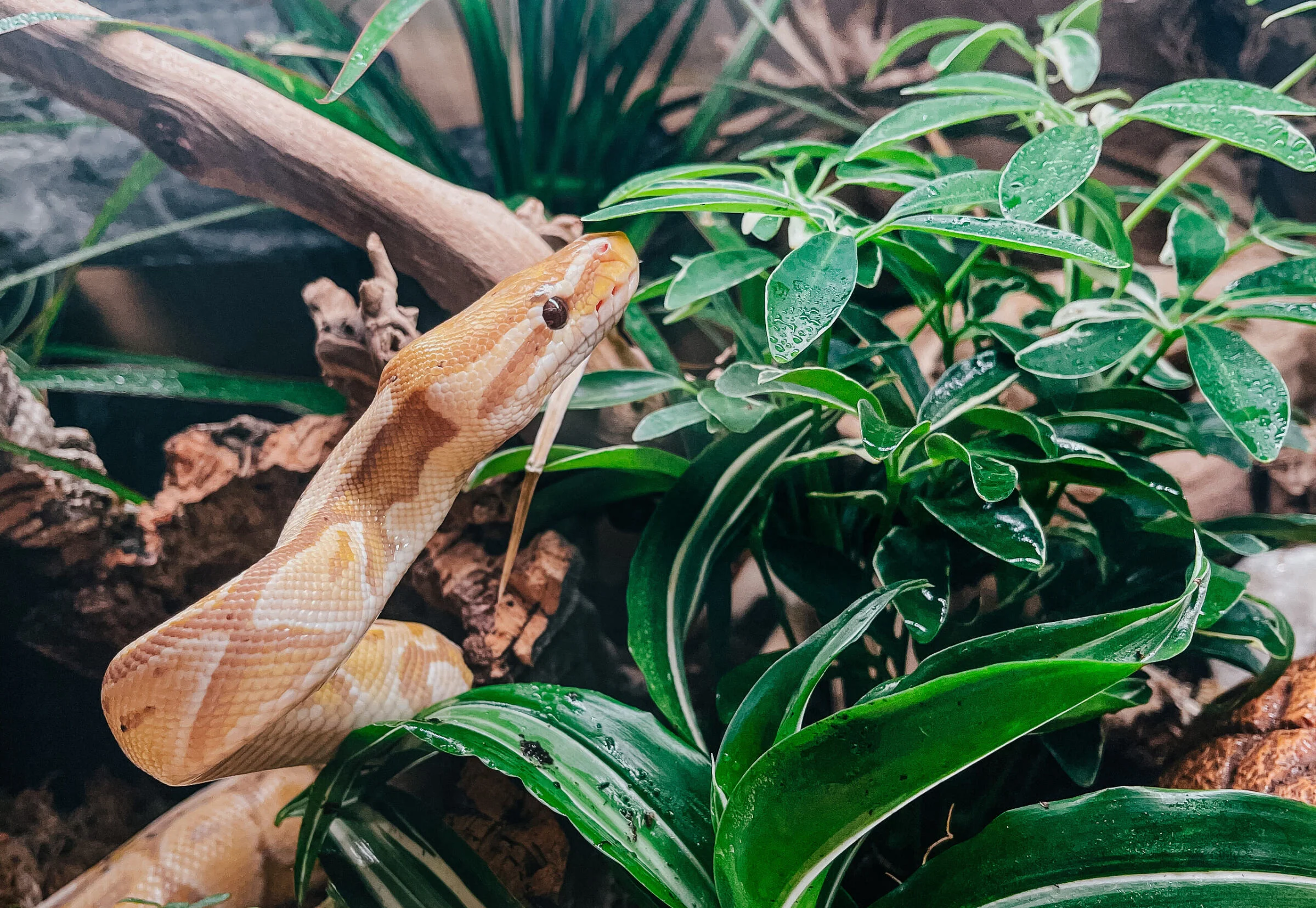 Snake in Greenery