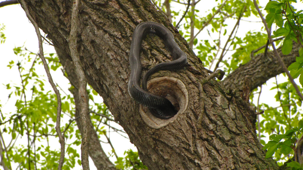 Black Rat Snake Raiding Cavity Nest- Flickr