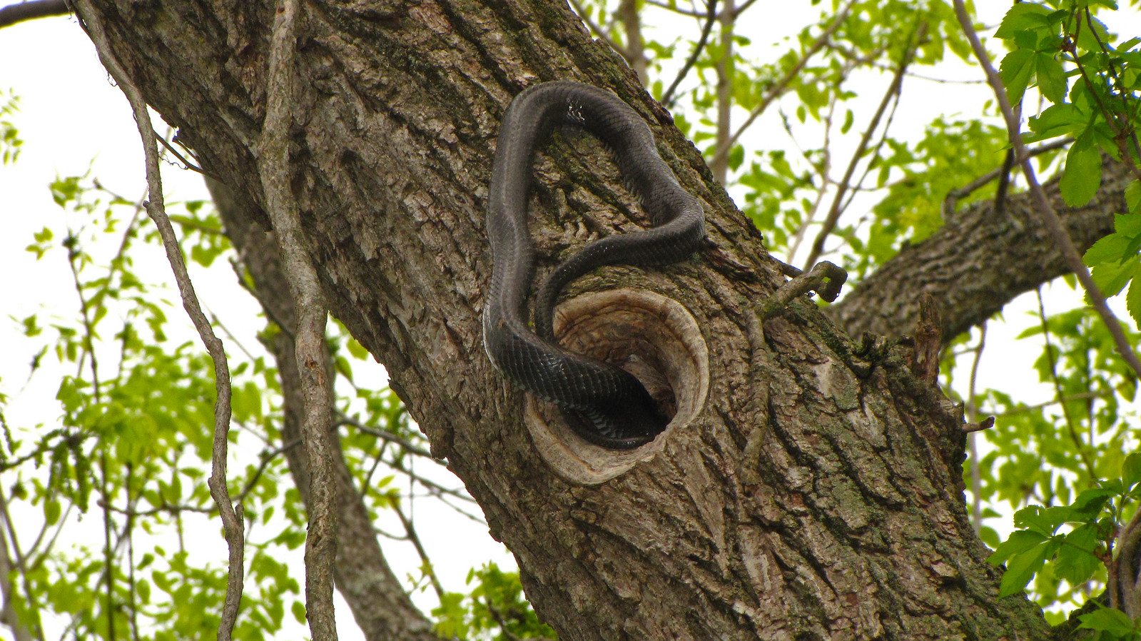 Black Rat Snake Raiding Cavity Nest- Flickr