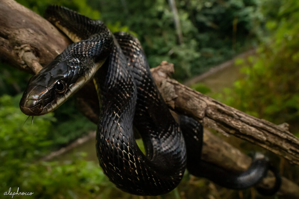 Black Rat Snake – ALEPHROCCO