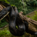 Black Rat Snake – ALEPHROCCO